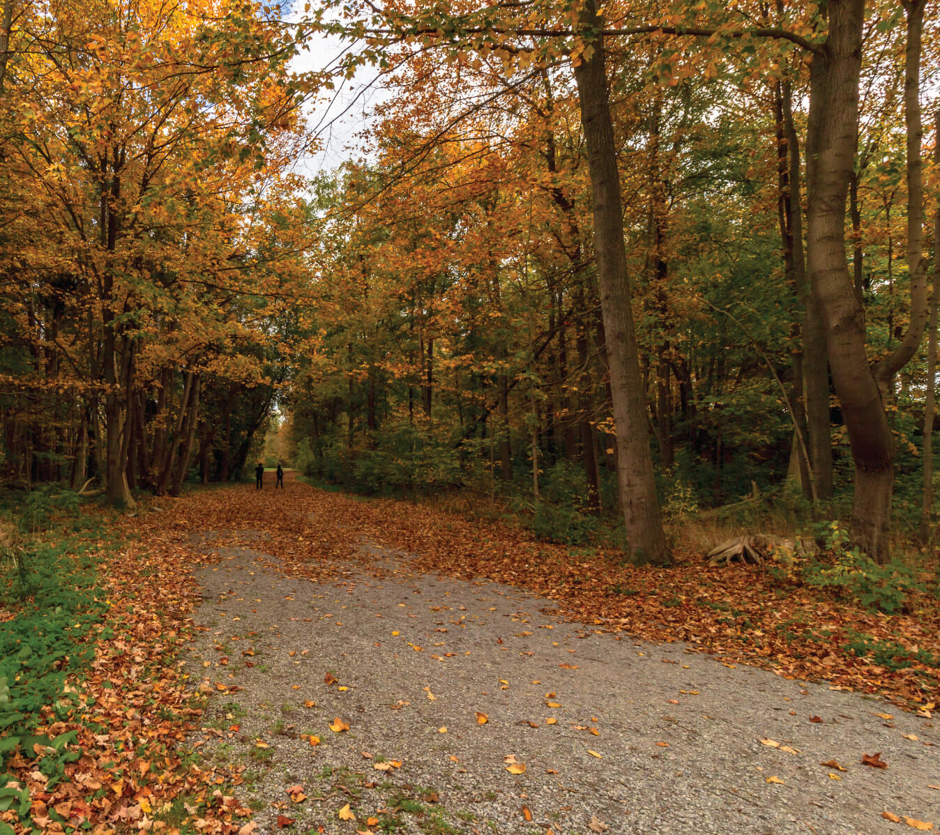 Autumn leafs fall on the wide walking-path of Rouge National Urban Park.